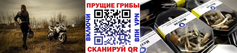 купить наркоту  Горно-Алтайск  Галлюциногенные грибы мухоморы 