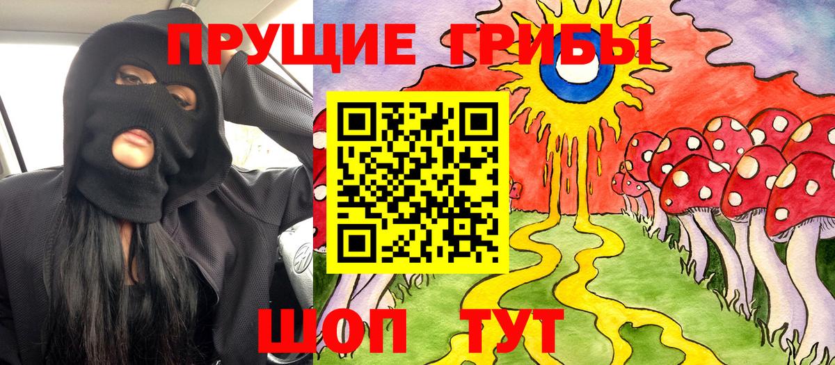 Псилоцибиновые грибы Psilocybe Горно-Алтайск